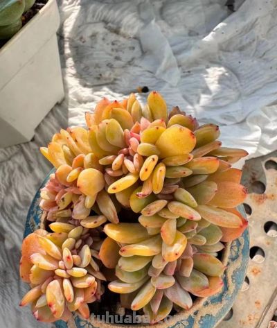 多肉在冬月——万花开遍不及你归时 - 图画吧TUHUABA