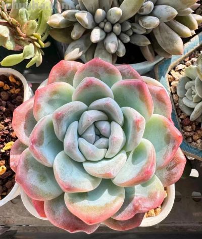 多肉在冬月——万花开遍不及你归时 - 图画吧TUHUABA