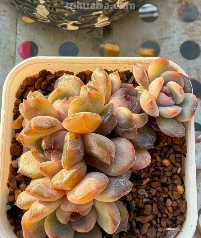 多肉在冬月——万花开遍不及你归时 - 图画吧TUHUABA