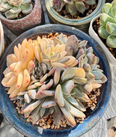 多肉在冬月——万花开遍不及你归时 - 图画吧TUHUABA