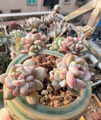 多肉在冬月——万花开遍不及你归时 - 图画吧TUHUABA