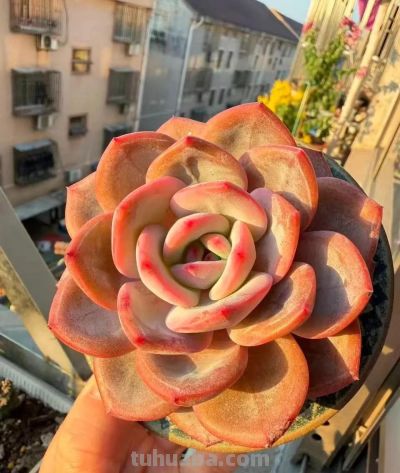 多肉在冬月——万花开遍不及你归时 - 图画吧TUHUABA