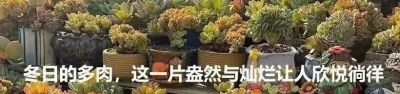 多肉在冬月——万花开遍不及你归时 - 图画吧TUHUABA