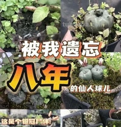 8年不管仙人球竟撑爆盆！养花误区揭秘，懒人养植才是王道 - 今日头条
