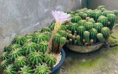 8年不管仙人球竟撑爆盆！养花误区揭秘，懒人养植才是王道 - 图画吧TUHUABA