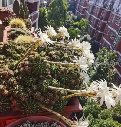 8年不管仙人球竟撑爆盆！养花误区揭秘，懒人养植才是王道 - 图画吧TUHUABA