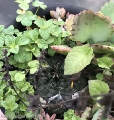 8年不管仙人球竟撑爆盆！养花误区揭秘，懒人养植才是王道 - 图画吧TUHUABA