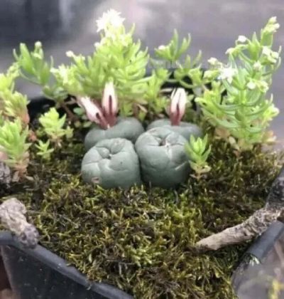 8年不管仙人球竟撑爆盆！养花误区揭秘，懒人养植才是王道 - 图画吧TUHUABA