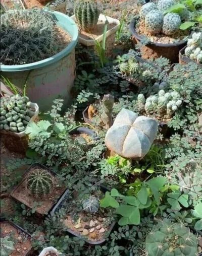 8年不管仙人球竟撑爆盆！养花误区揭秘，懒人养植才是王道 - 图画吧TUHUABA