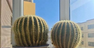 懒人养花首选！ 金虎仙人球20年不长残，比绿萝还省心 - 今日头条