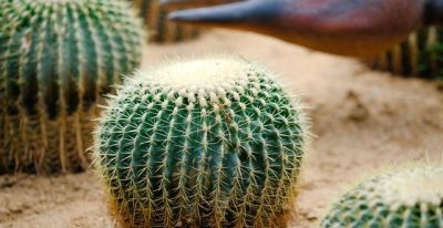 懒人养花首选！ 金虎仙人球20年不长残，比绿萝还省心 - 图画吧TUHUABA