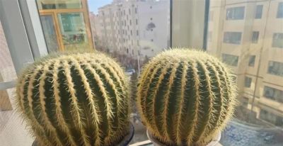 懒人养花首选！ 金虎仙人球20年不长残，比绿萝还省心 - 图画吧TUHUABA