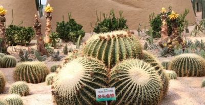 懒人养花首选！ 金虎仙人球20年不长残，比绿萝还省心 - 图画吧TUHUABA