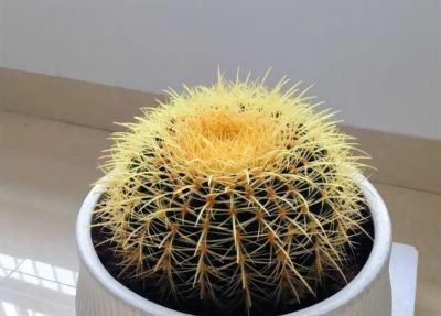 懒人养花首选！ 金虎仙人球20年不长残，比绿萝还省心 - 图画吧TUHUABA