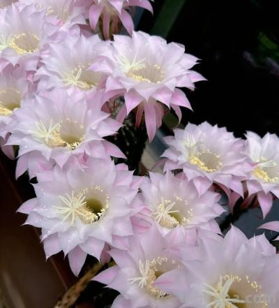 一款挑不出缺点的仙人球，低维护成本，爱开花，颜值高，香香的！ - 图画吧TUHUABA