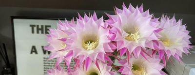 一款挑不出缺点的仙人球，低维护成本，爱开花，颜值高，香香的！ - 图画吧TUHUABA