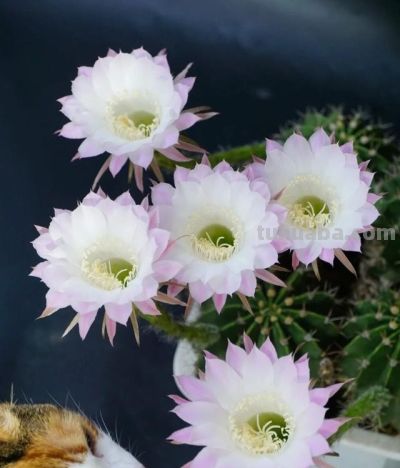 一款挑不出缺点的仙人球，低维护成本，爱开花，颜值高，香香的！ - 图画吧TUHUABA