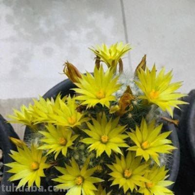 仙人球界的“香味王”，一花香一室，每年开花多次，养护也简单！ - 图画吧TUHUABA