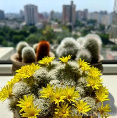 仙人球界的“香味王”，一花香一室，每年开花多次，养护也简单！ - 图画吧TUHUABA