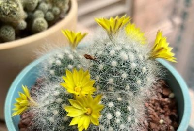 仙人球界的“香味王”，一花香一室，每年开花多次，养护也简单！ - 图画吧TUHUABA