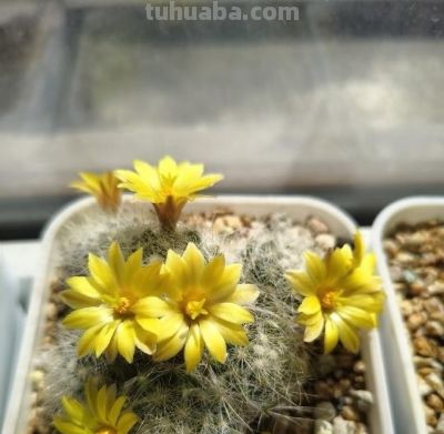 仙人球界的“香味王”，一花香一室，每年开花多次，养护也简单！ - 图画吧TUHUABA