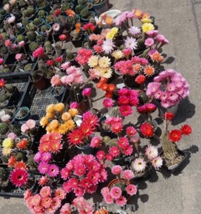 适合农村养的仙人球，买“草球”，夏天开花，冬天不怕冻！ - 今日头条