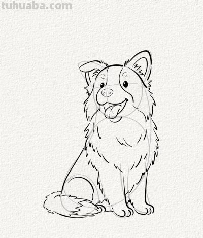 涂鸦简笔画分享边牧狗狗 - 图画吧TUHUABA
