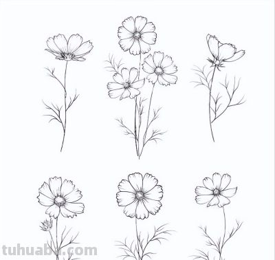 太实用了！100例花卉简笔画线稿 - 图画吧TUHUABA