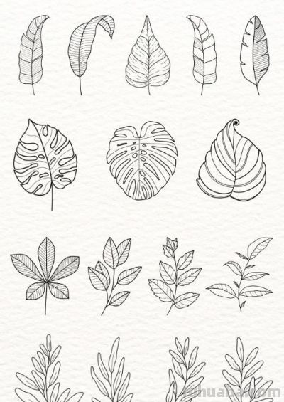 太实用了！100例花卉简笔画线稿 - 图画吧TUHUABA