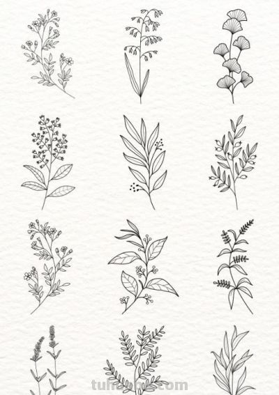 太实用了！100例花卉简笔画线稿 - 图画吧TUHUABA