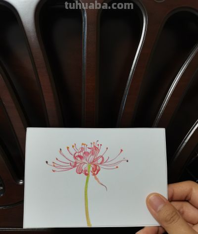 35 彼岸花（绘画 水彩 果花甘06） - 图画吧TUHUABA