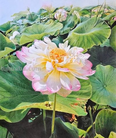 这幅彩铅画竟然能够如此精致细腻，简直令人难以置信！ - 图画吧TUHUABA