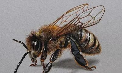 色彩丰富，细腻柔美的彩铅画艺术作品欣赏 - 图画吧TUHUABA