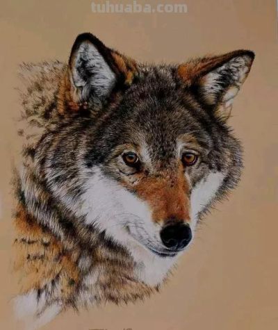 色彩丰富，细腻柔美的彩铅画艺术作品欣赏 - 图画吧TUHUABA