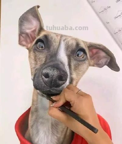 色彩丰富，细腻柔美的彩铅画艺术作品欣赏 - 图画吧TUHUABA