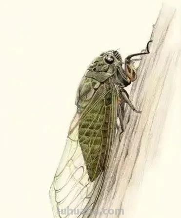 美丽的彩铅画欣赏 - 今日头条