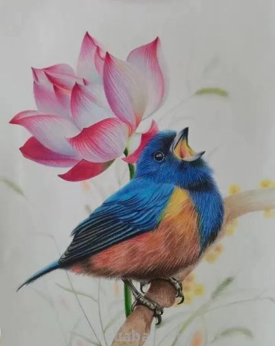 美丽的彩铅画欣赏 - 图画吧TUHUABA