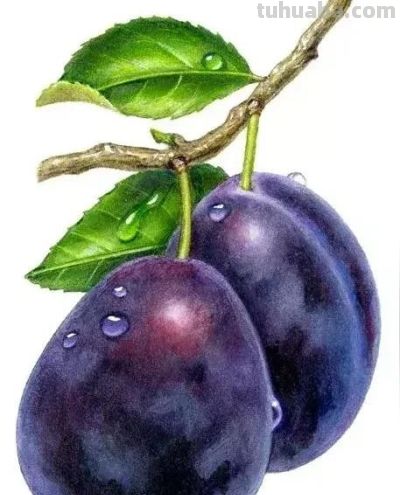 美丽的彩铅画欣赏 - 图画吧TUHUABA