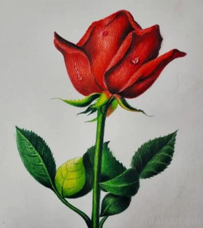 这些彩铅画，怎么这么美 - 图画吧TUHUABA