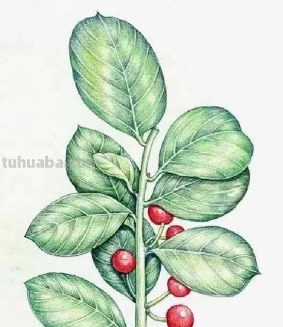 这些彩铅画，怎么这么美 - 图画吧TUHUABA