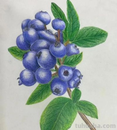 这些彩铅画，怎么这么美 - 图画吧TUHUABA