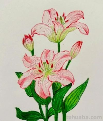 这些彩铅画，怎么这么美 - 图画吧TUHUABA