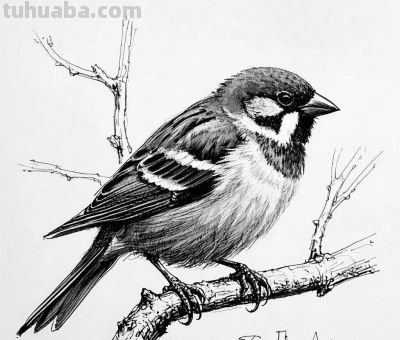 “画说”素描速写中的奇妙世界，将自然姿态呈现得更精彩。 - 图画吧TUHUABA