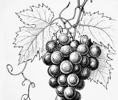 “画说”素描速写中的奇妙世界，将自然姿态呈现得更精彩。 - 图画吧TUHUABA