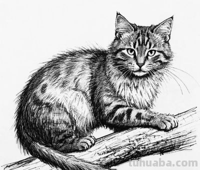 “画说”素描速写中的奇妙世界，将自然姿态呈现得更精彩。 - 图画吧TUHUABA