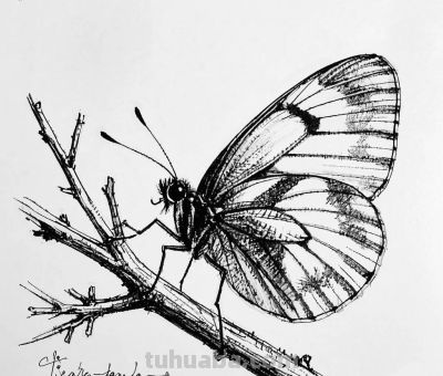 “画说”素描速写中的奇妙世界，将自然姿态呈现得更精彩。 - 图画吧TUHUABA