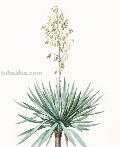 植物科学插画03 - 图画吧TUHUABA