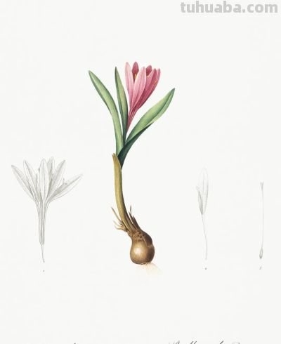 植物科学插画03 - 图画吧TUHUABA