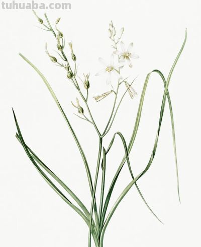 植物科学插画03 - 图画吧TUHUABA