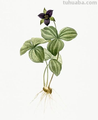 植物科学插画03 - 图画吧TUHUABA